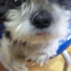 かえで